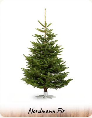 Nordmann Fir Christmas Tree